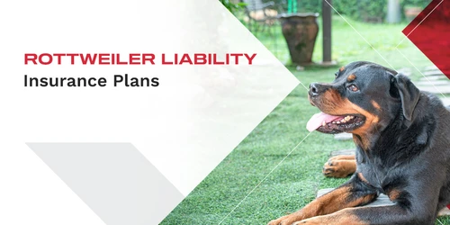 Veterinarian examining a dog in a Boise clinic